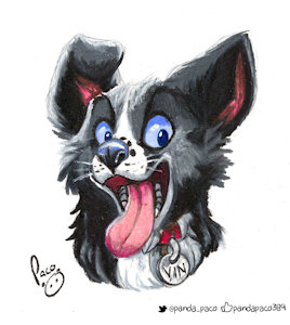 2030398_pandapaco_vin_collie_scanned.jpg