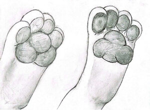 3913136_Chazchu_feetpaws_-_filter.jpg