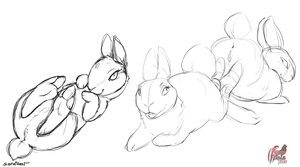 807410_FriskyFerals_bunnyroughsketcheswhite.jpg