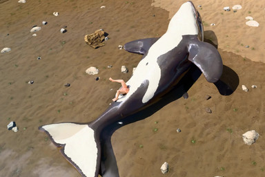 3d_fluid_sim animal_genitalia animal_vulva balls beach bestiality cetacean_ge...