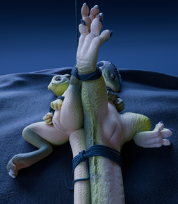 animal_genitalia anthro anus bdsm bondage bound bound_together claws cloaca d...