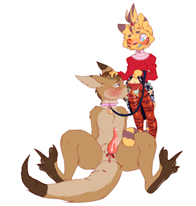 Collared Roo