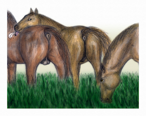 Horse Humor