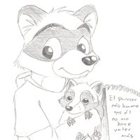 two raccoons