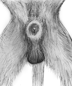 Woof Woof