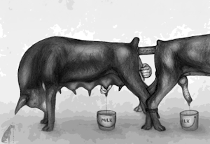 Milking Day
