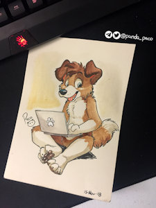 2579096_pandapaco_601blazecollie.jpg
