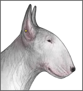 Bullheaded