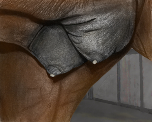 Udderly Mammalian