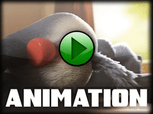 Knotty Fun - Animated with sound!