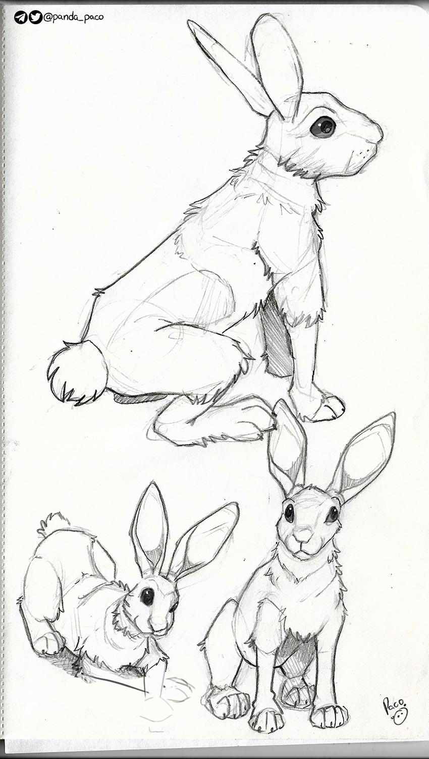 3496182_pandapaco_886conejos.png