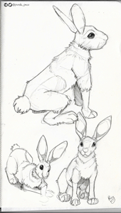 3496182_pandapaco_886conejos.png