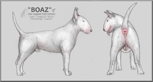 Boaz Refsheet