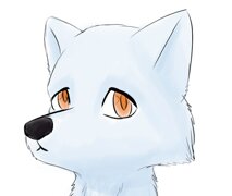 Seth the Arctic Fox