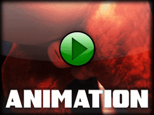 Chip Reveal - Animated with sound!