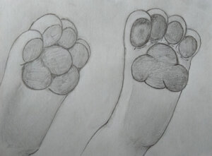 Feetpaws