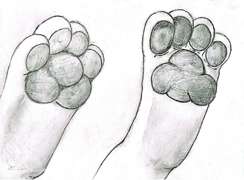 3913136_Chazchu_feetpaws_-_filter.jpg