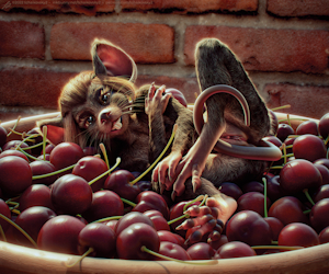 Waiter, there's a mouse in my cherries