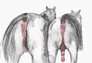 Flagging the Stallions