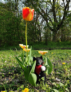 Spring greetings