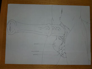 Varen’s equine cock ref