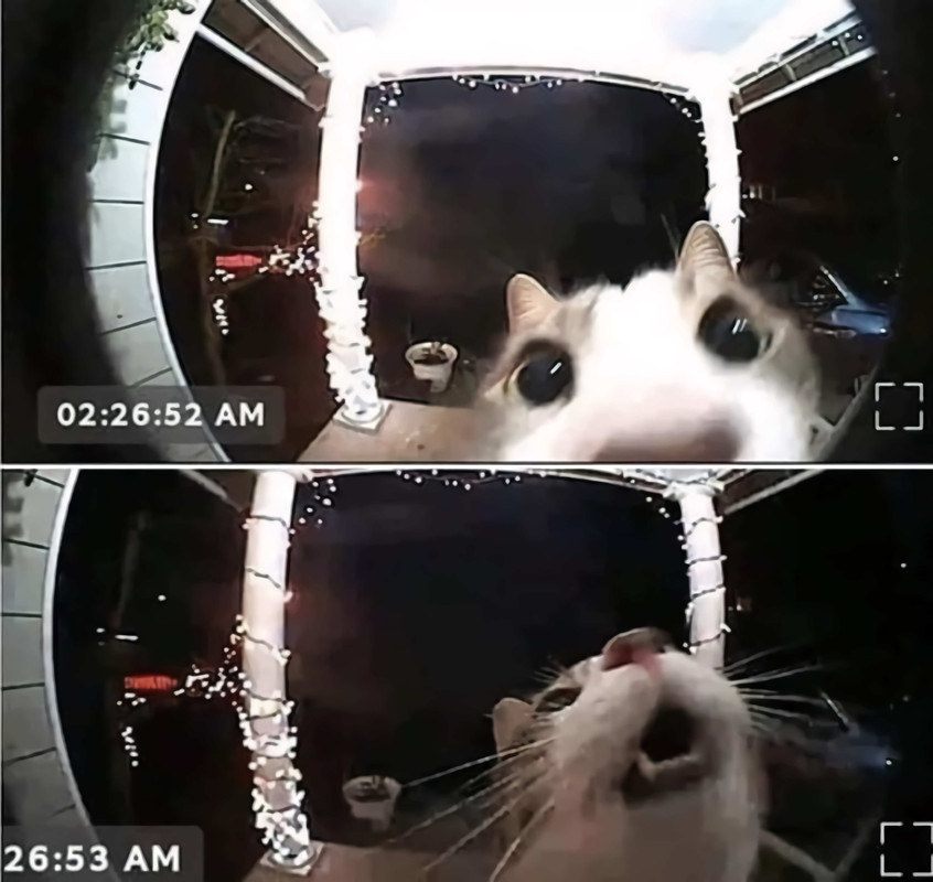 4109975_CloudHusky_cat_meme.jpg