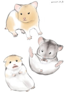 ham