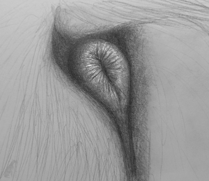 sniff the anus