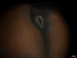 Lick the anus