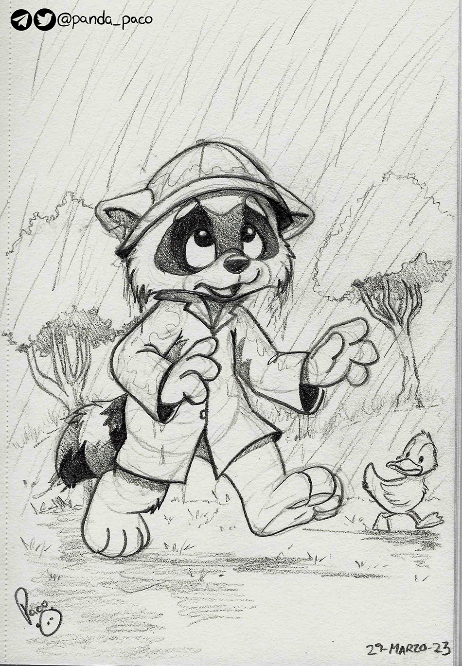 4814492_pandapaco_1095raccoon_rain.jpg