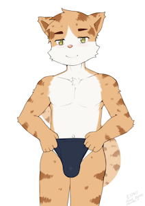 Orange cat and swimming trunks