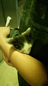 Emergency Comms: New Kitten! (All slots taken! Thank you all so much or your help on this!)