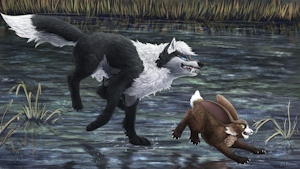 5044622_Nightdancer_chasing_tail.png