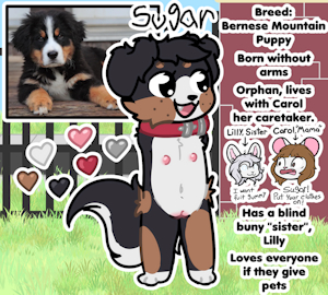 Sugar the Armless Puppy