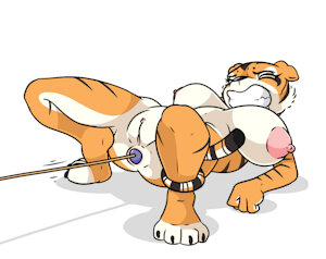 Tuggin’ Tigress