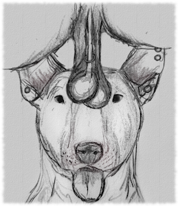 Testicles [sketch]