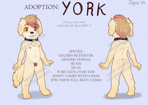 Adoption: York the Golden Retriever
