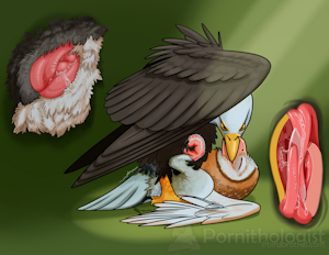 5435687_MoistEagleVent_double_kisses_tasty_beaks_juicy_holes_-001.png
