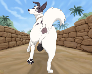 Dirty desert dog