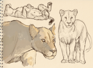 Lioness studies
