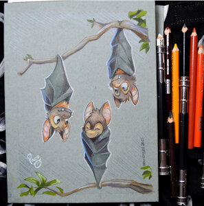 Australian Bat