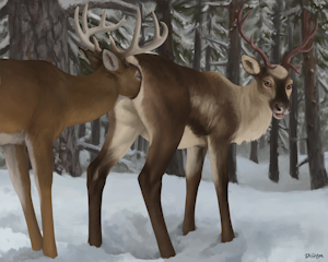 Reindeer Flavor