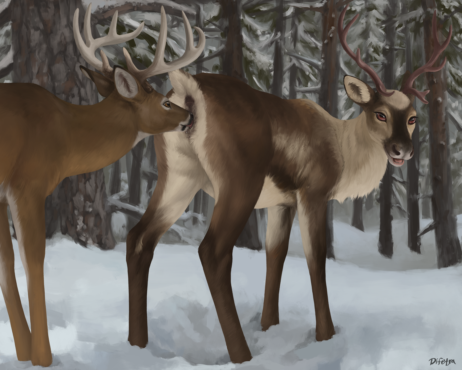 5870228_Difetra_reindeer_snoutf_lick_s.png