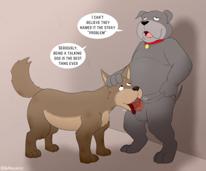 The Stray "problem"