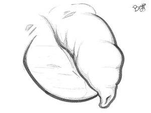 5939142_Bryya04_cat_foreskin_l.png