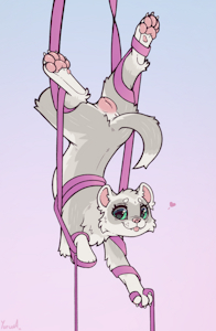 Ferret