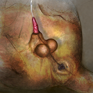 Lion penis