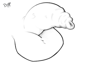 6055956_Bryya04_phimosis_l.png