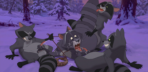 Bering and his raccoons
