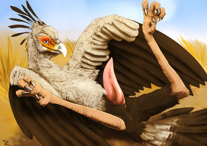secretary bird